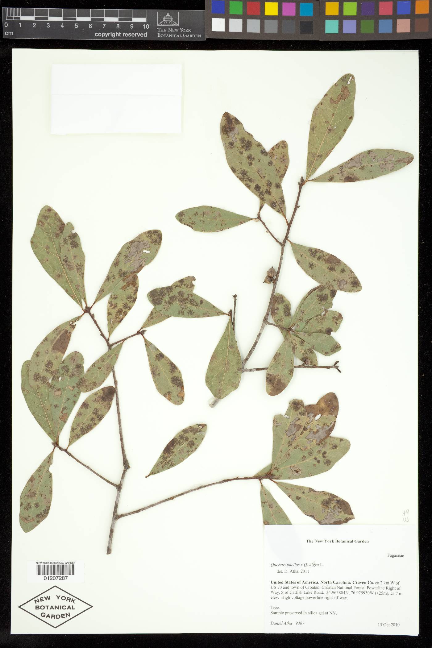 Quercus capesii image