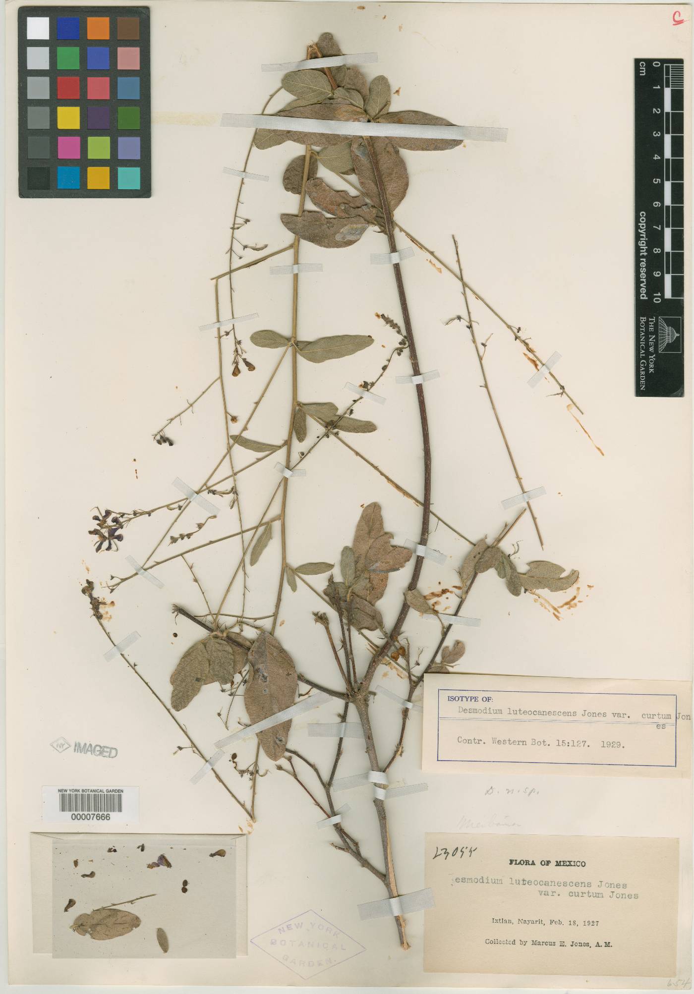 Desmodium skinneri image