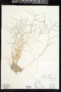 Muhlenbergia asperifolia image