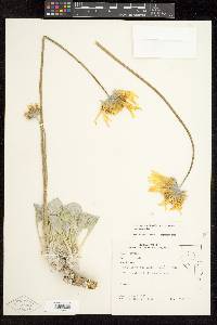 Enceliopsis nudicaulis var. nudicaulis image