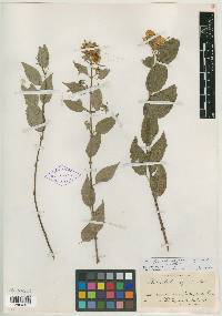 Philadelphus pueblanus image