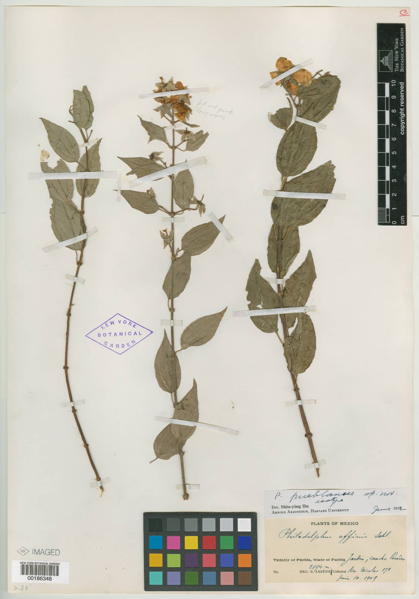 Philadelphus pueblanus image