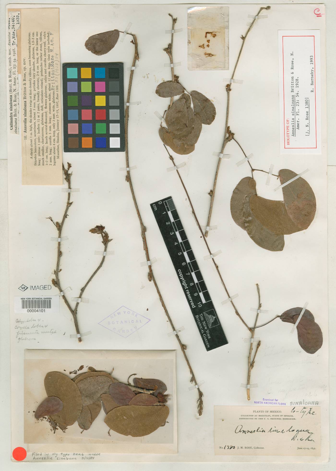 Calliandra tergemina image