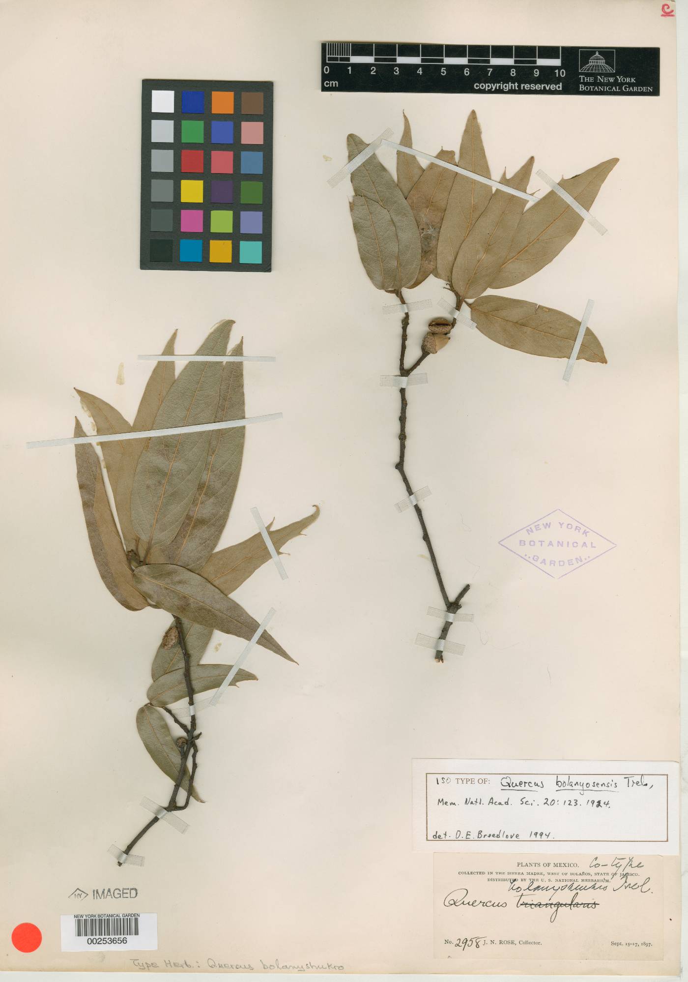 Quercus bolanyosensis image