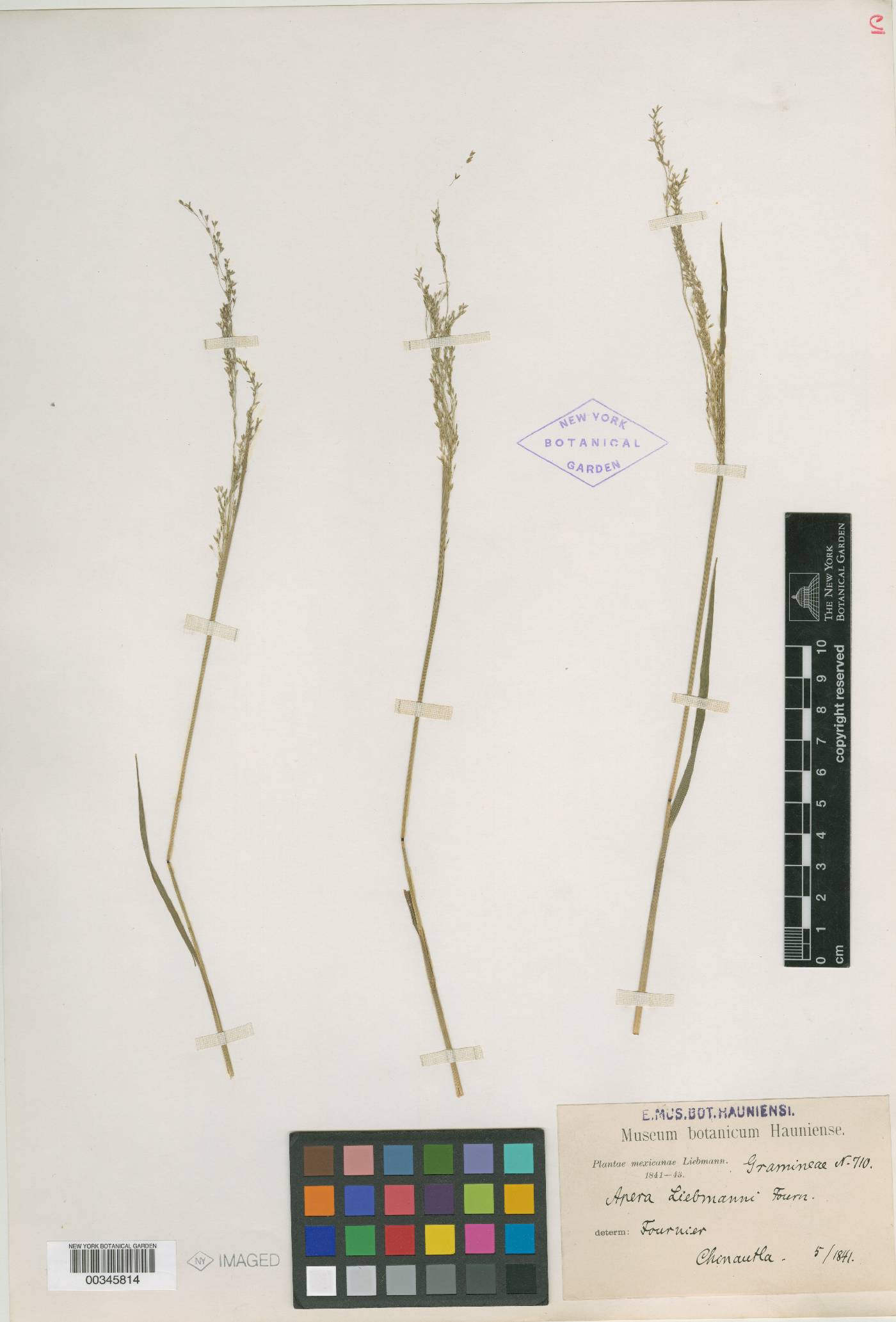 Agrostis liebmannii image