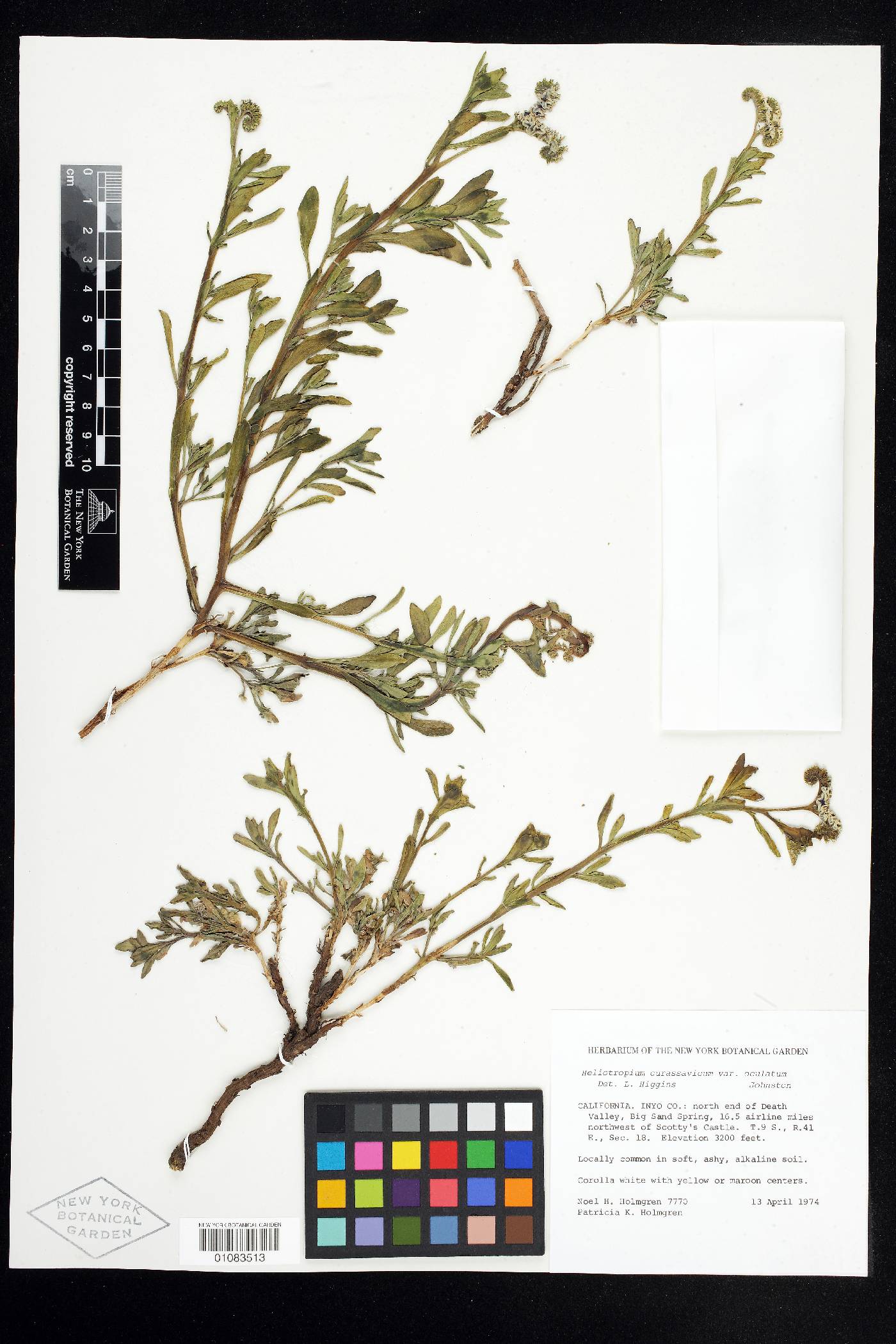 Heliotropium curassavicum var. oculatum image