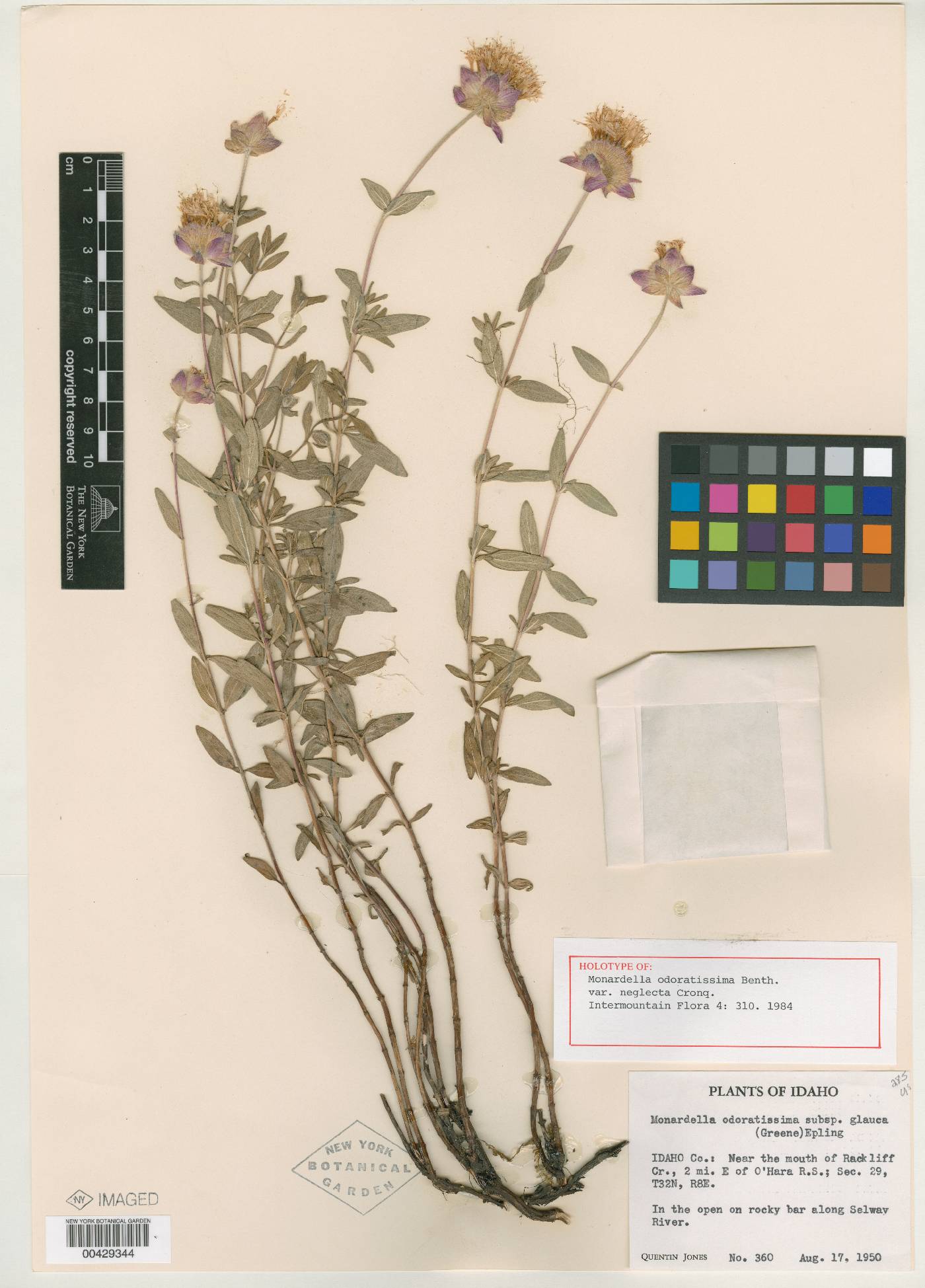 Monardella odoratissima var. neglecta image