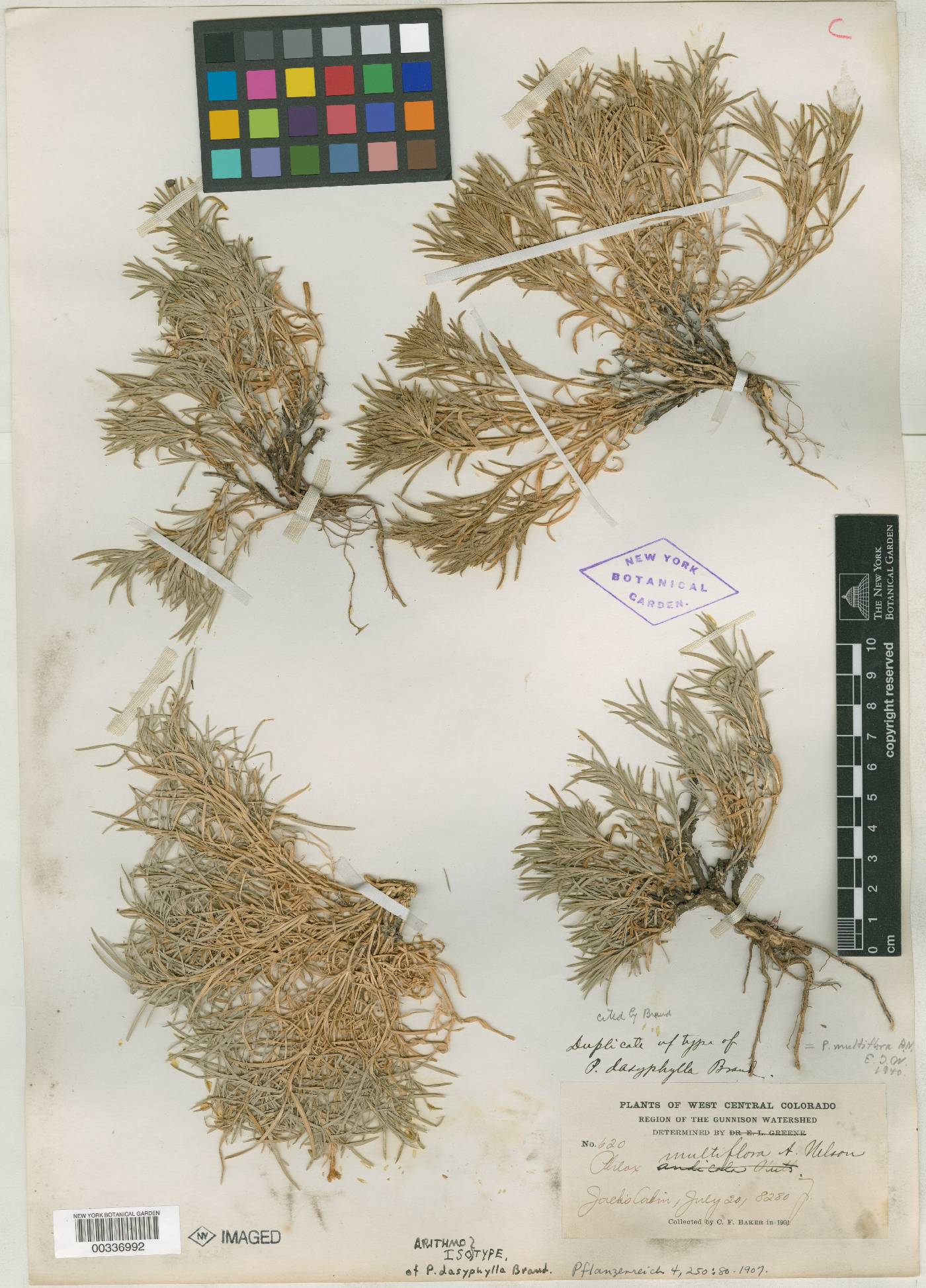 Phlox dasyphylla image