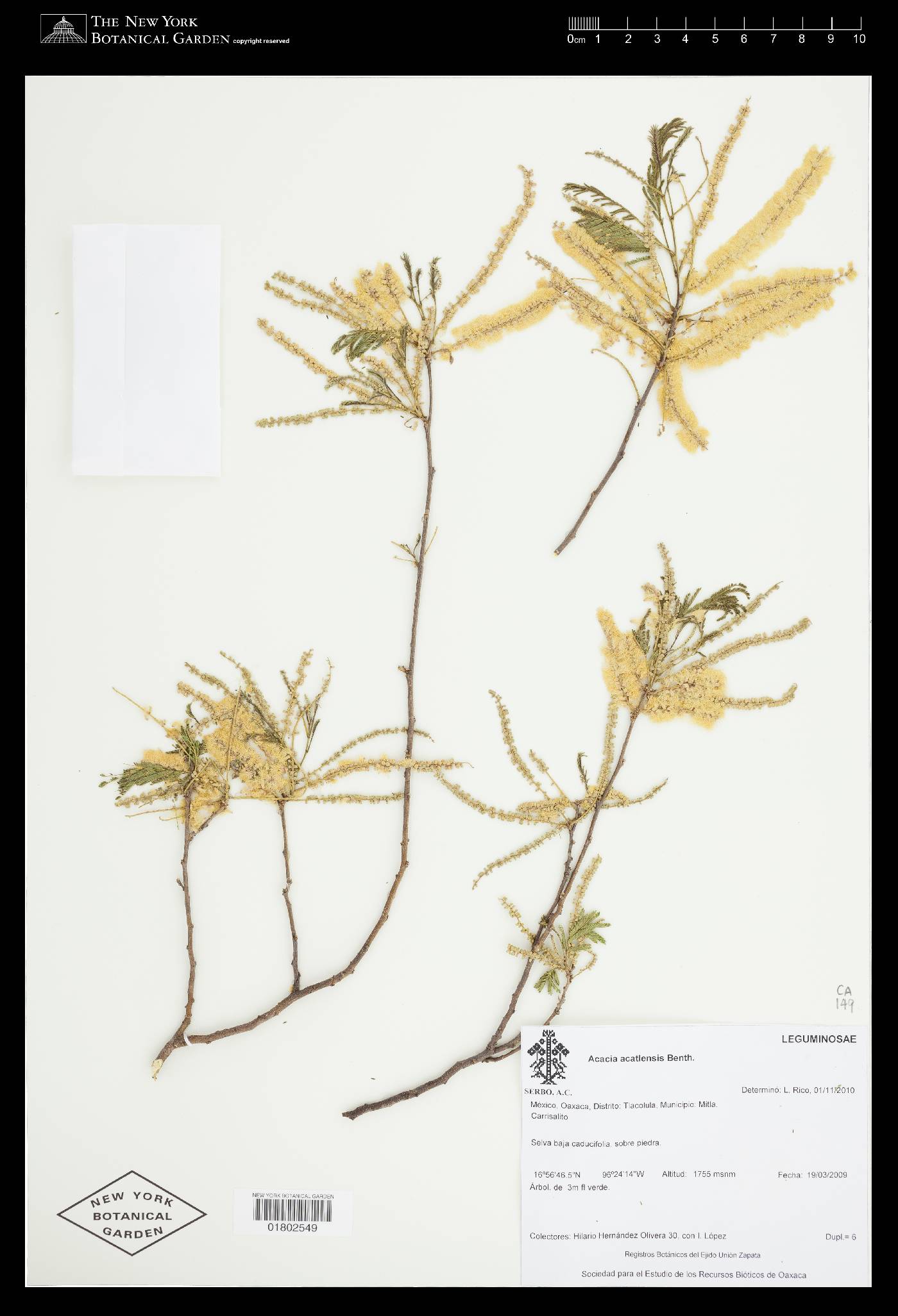 Acacia acatlensis image