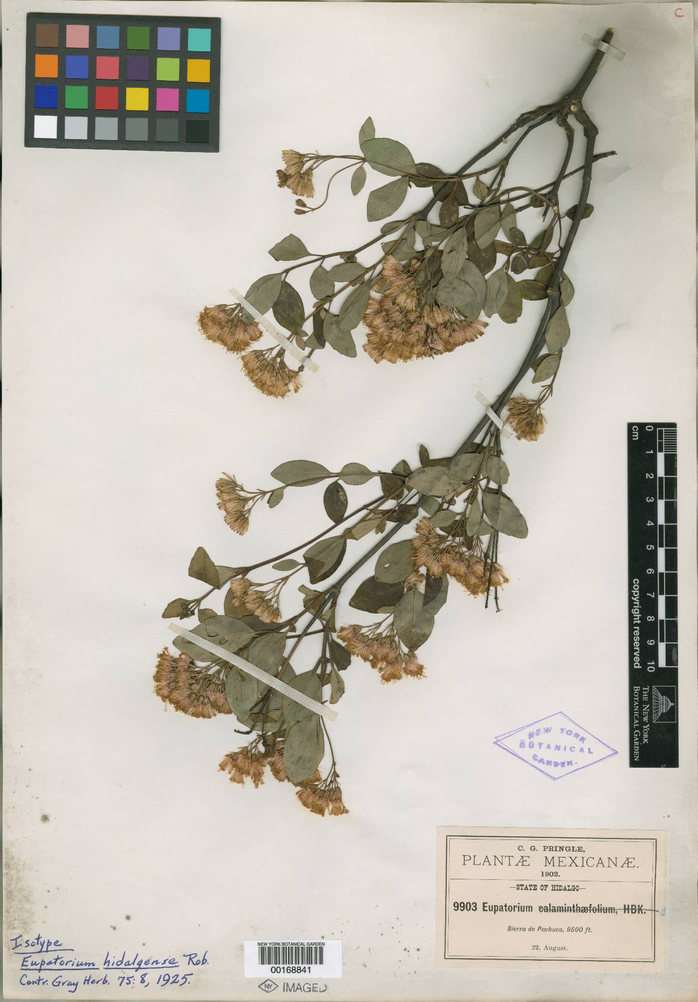 Ageratina hidalgensis image