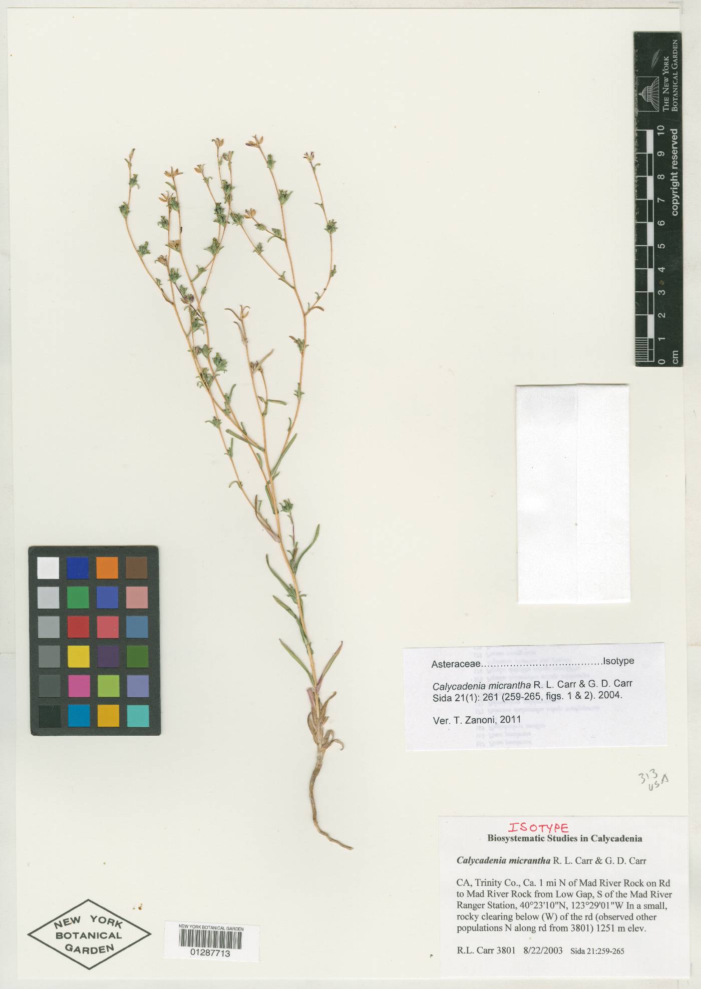 Calycadenia micrantha image