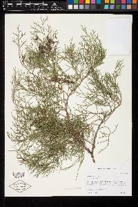 Juniperus virginiana var. virginiana image