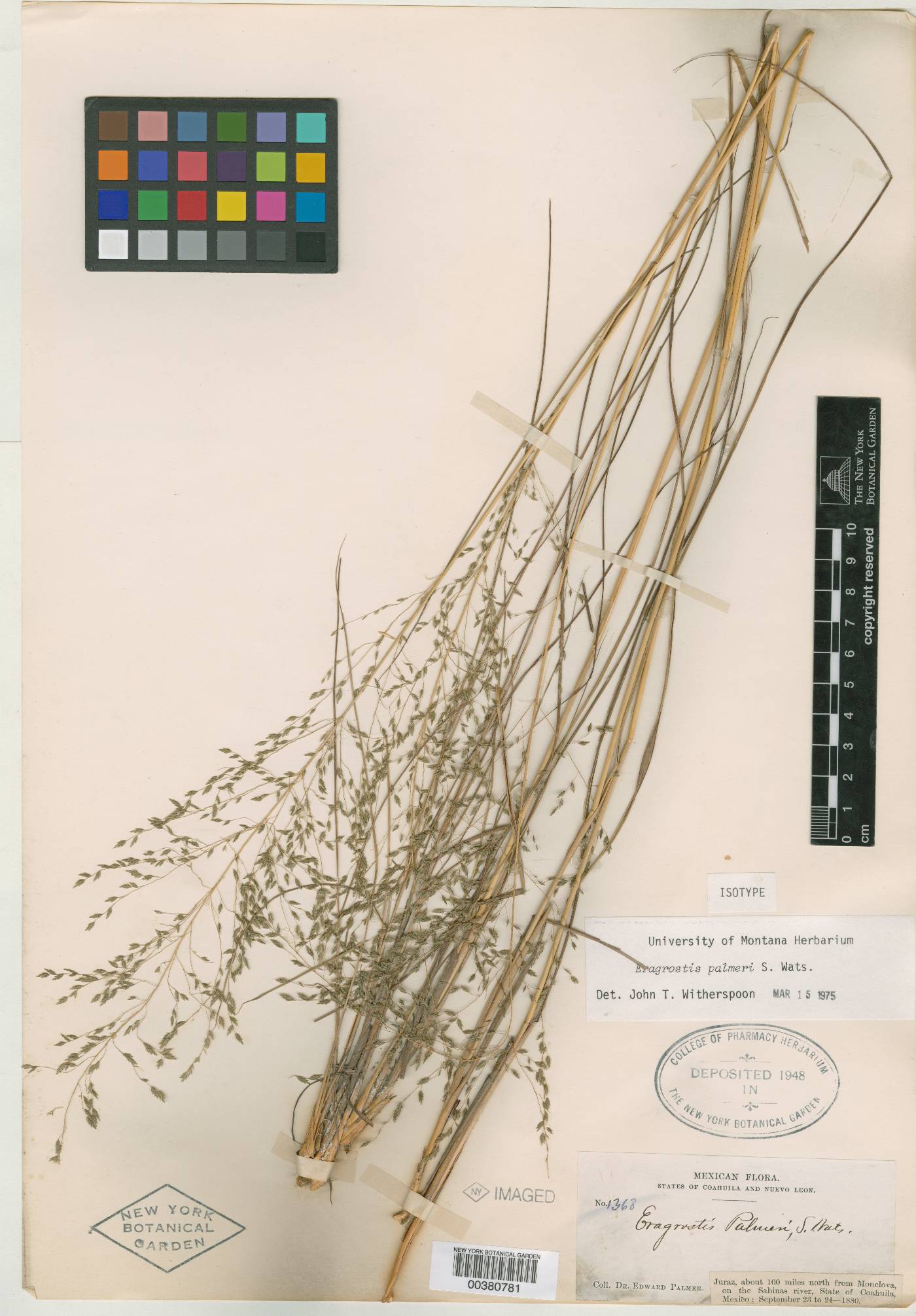 Eragrostis palmeri image