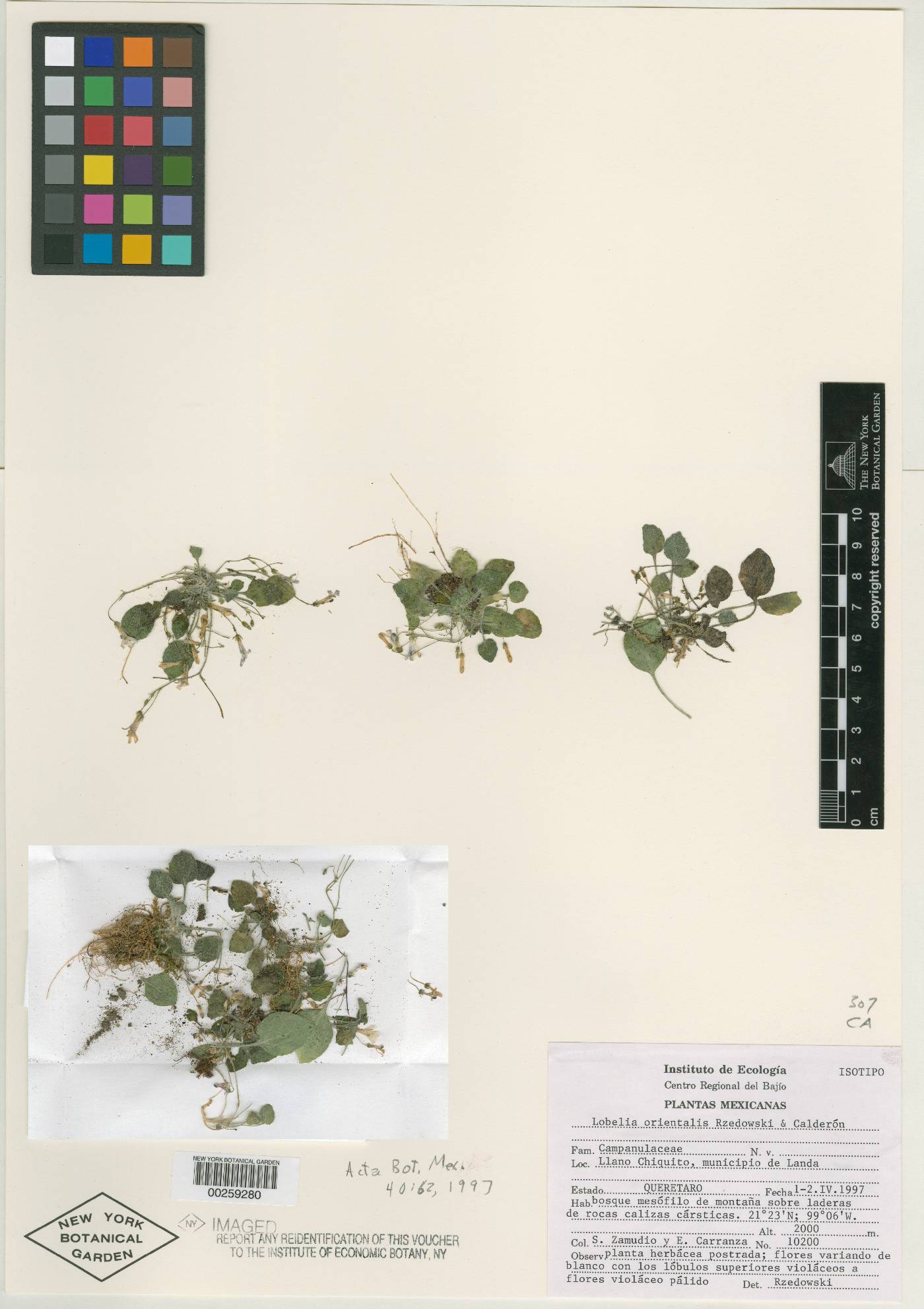 Lobelia orientalis image