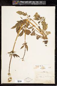 Valeriana occidentalis image