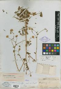 Perityle crassifolia var. robusta image