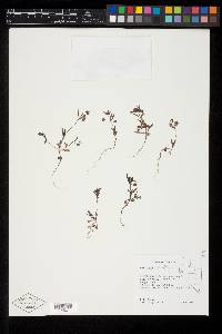 Collinsia parviflora image