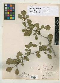 Crataegus lassa var. integra image