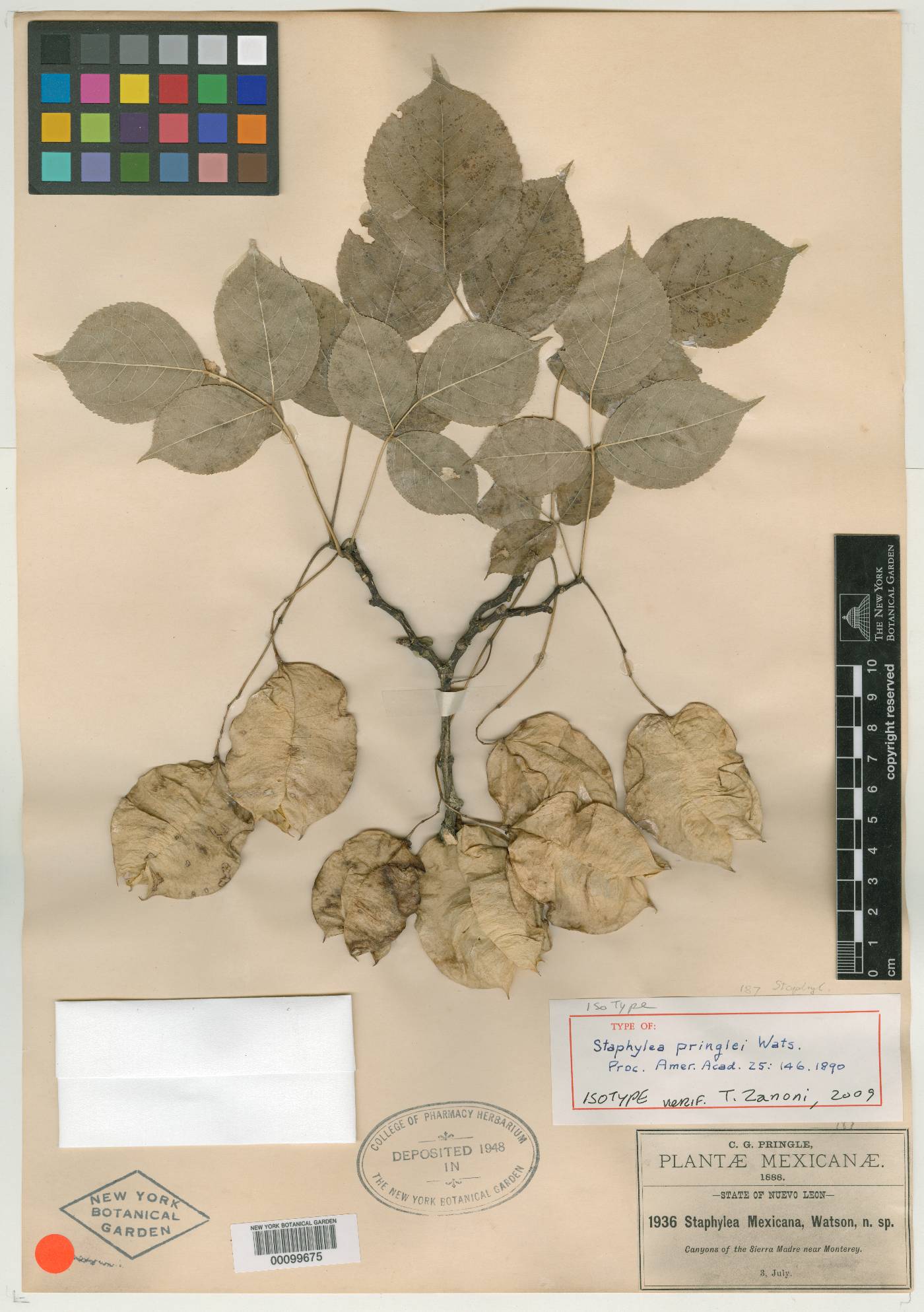 Staphylea pringlei image