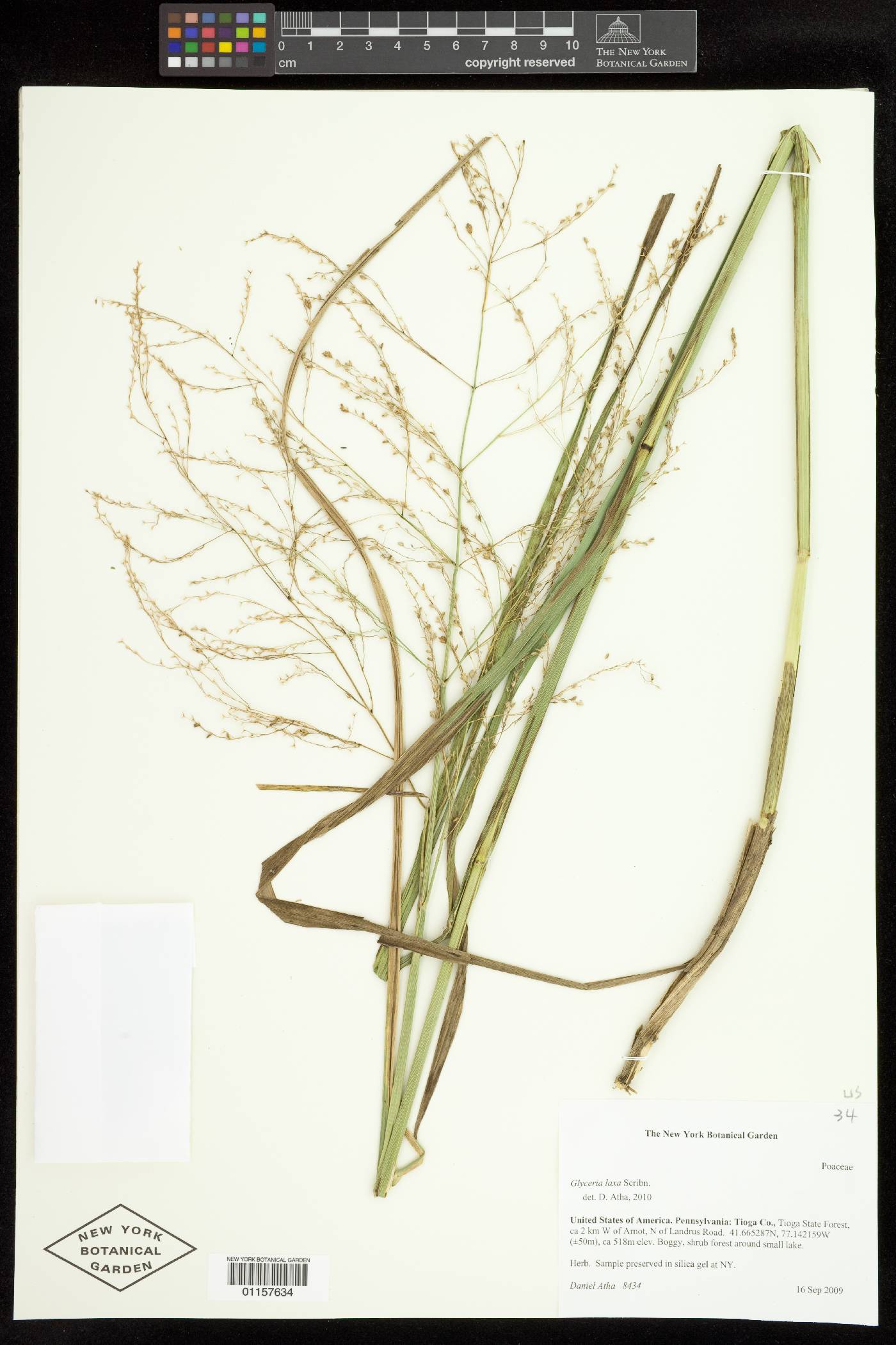 Glyceria laxa image