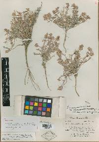 Physaria occidentalis subsp. cinerascens image