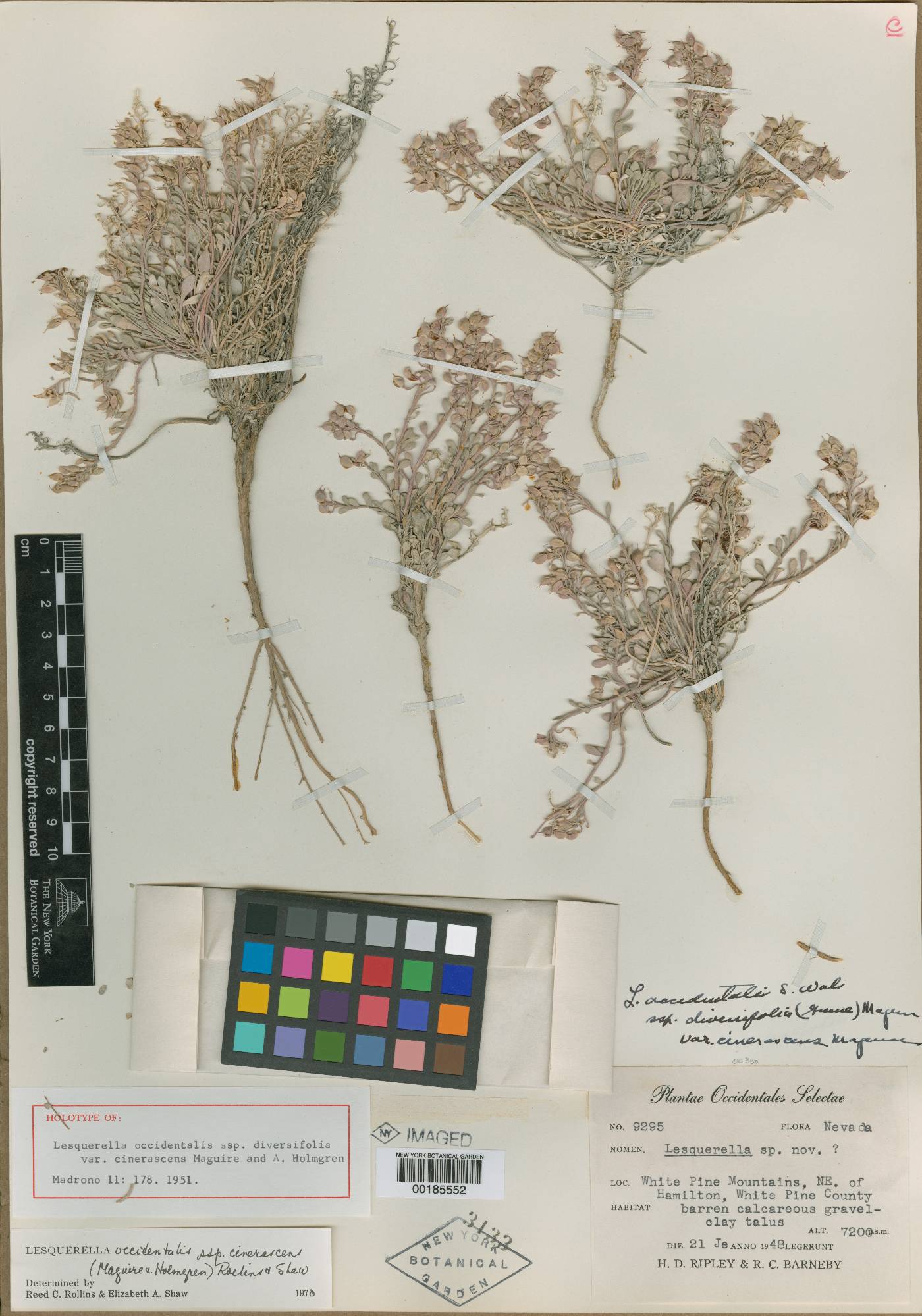 Physaria occidentalis subsp. cinerascens image