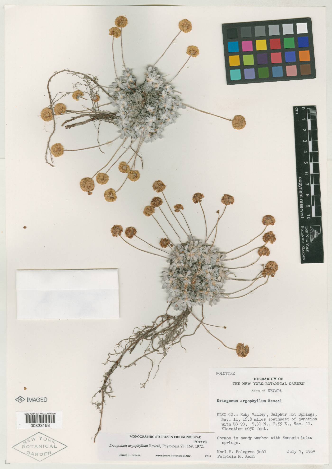 Eriogonum argophyllum image