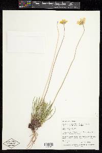 Tetraneuris acaulis var. arizonica image