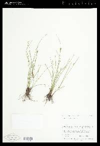 Juncus tenuis var. tenuis image