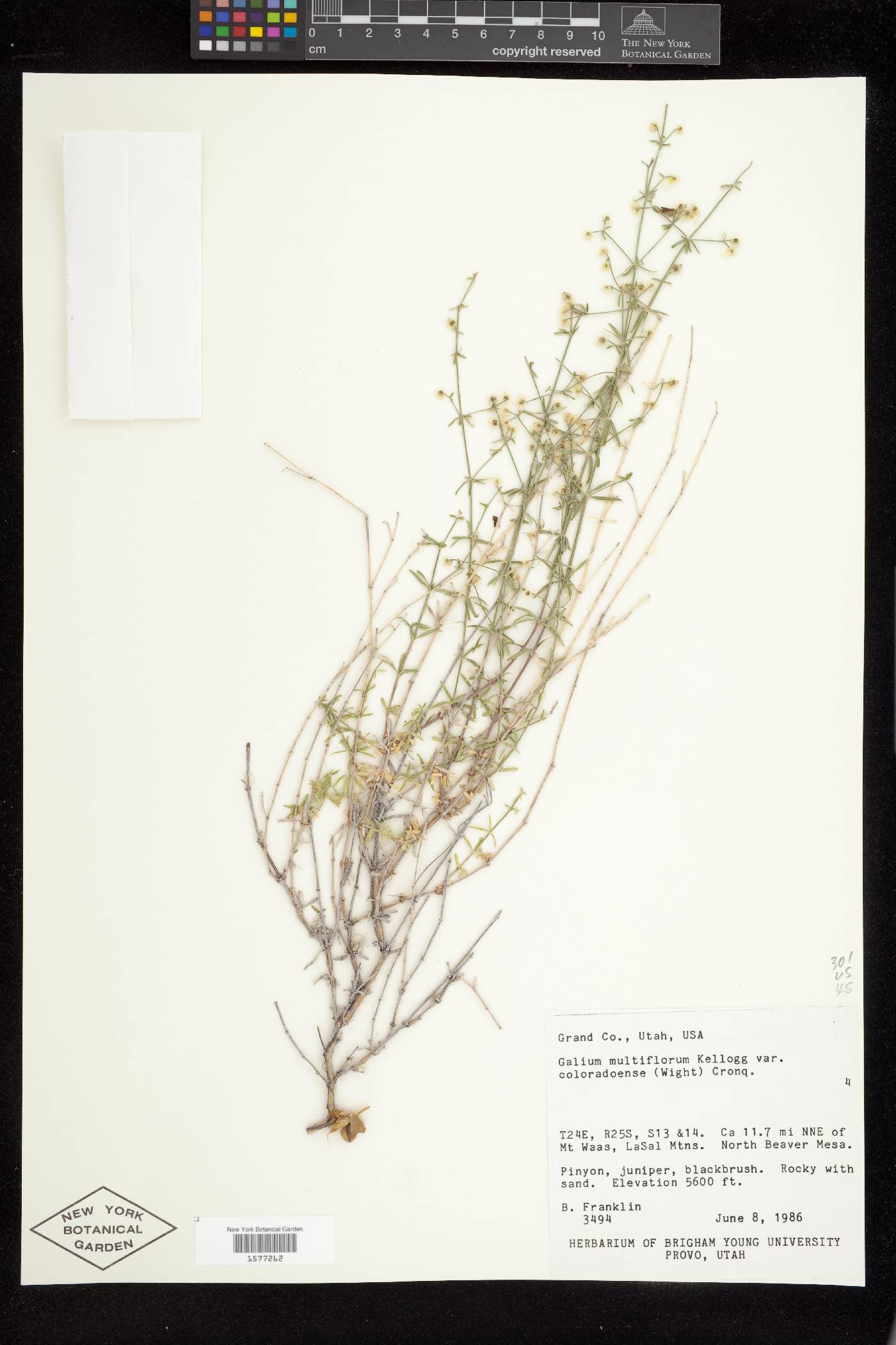 Galium coloradoense image