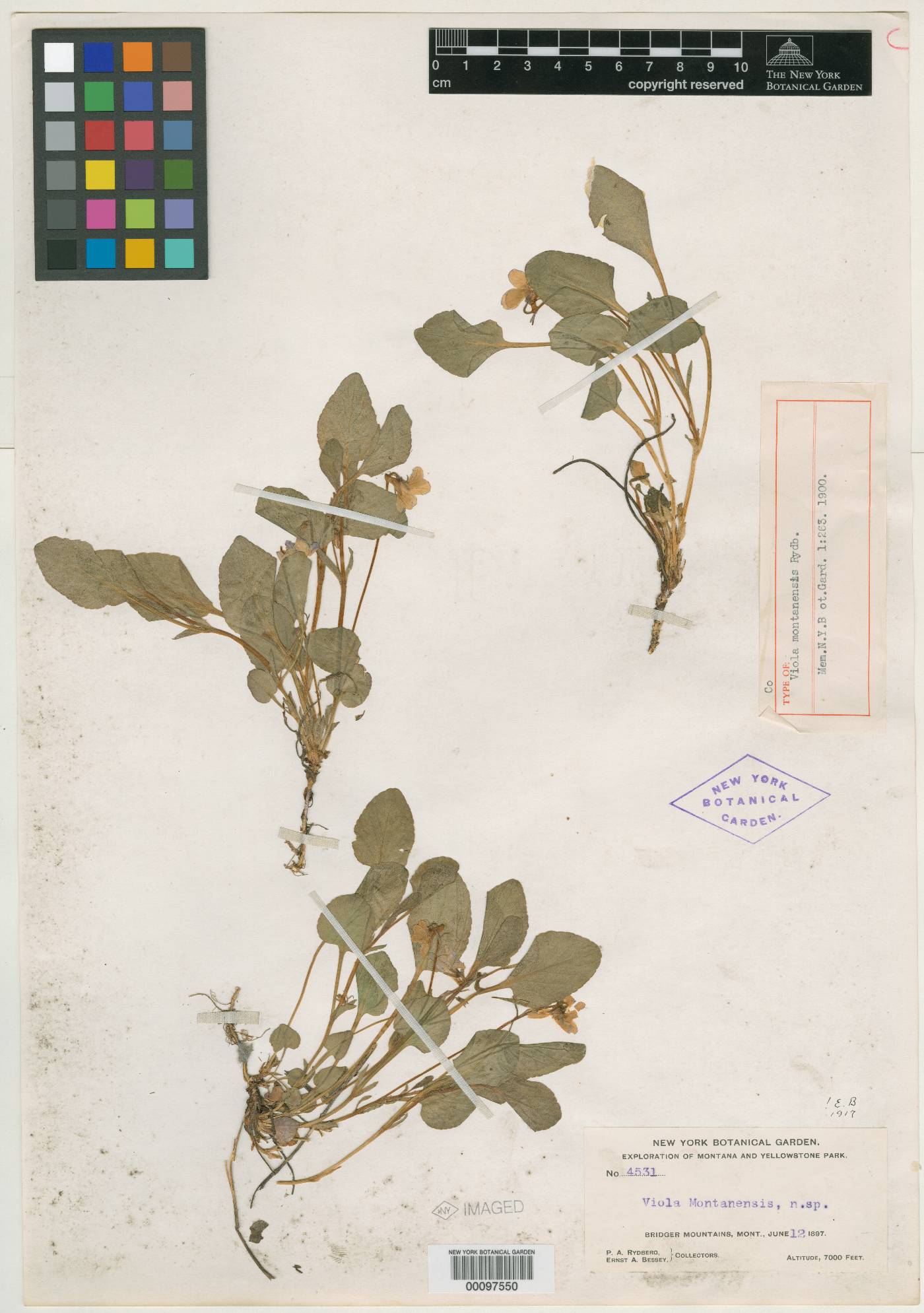 Viola montanensis image