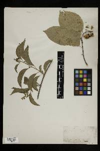 Celastrus scandens image