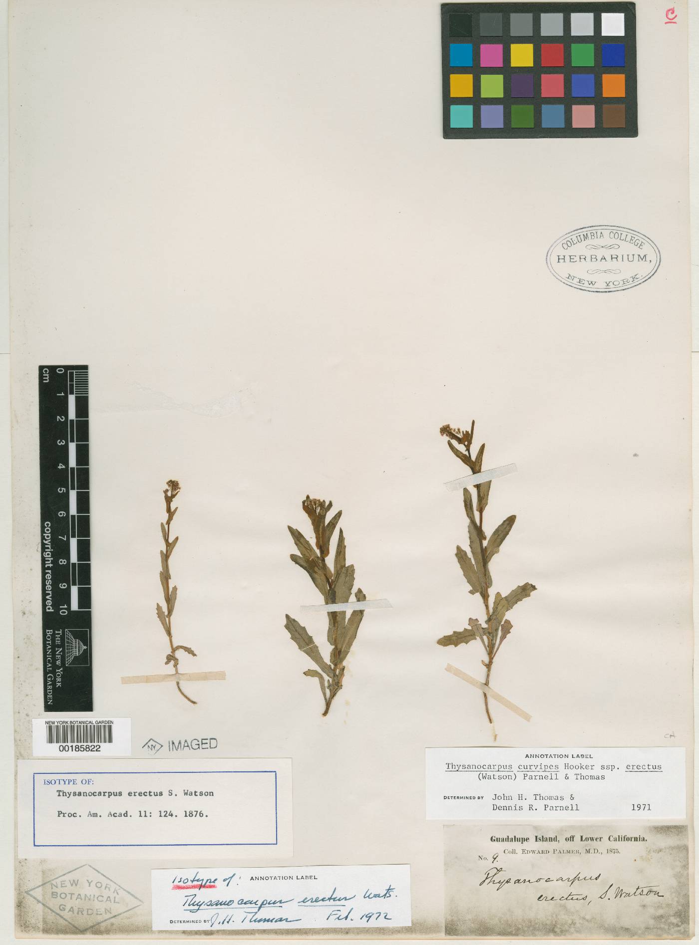 Thysanocarpus erectus image