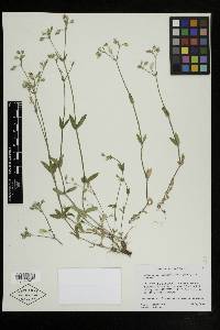 Cerastium fontanum var. vulgare image