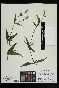 Silene latifolia image