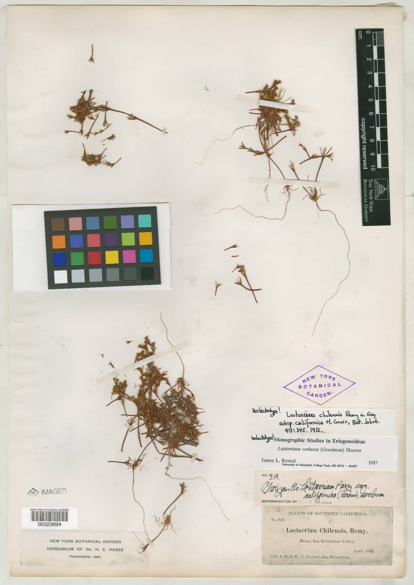 Lastarriaea chilensis subsp. californica image