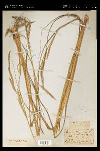 Spartina pectinata image