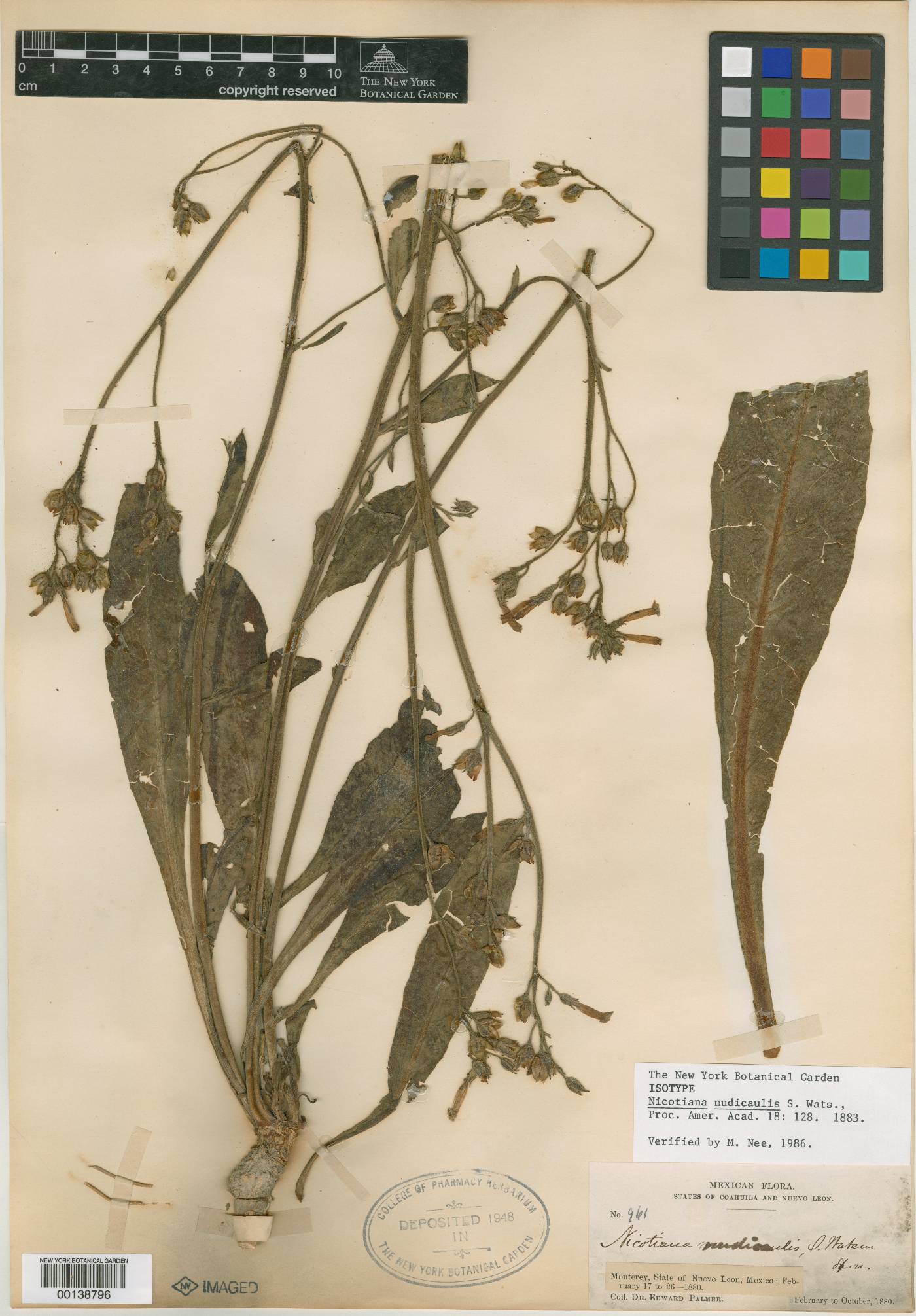 Nicotiana nudicaulis image