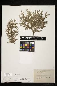 Thuja occidentalis image