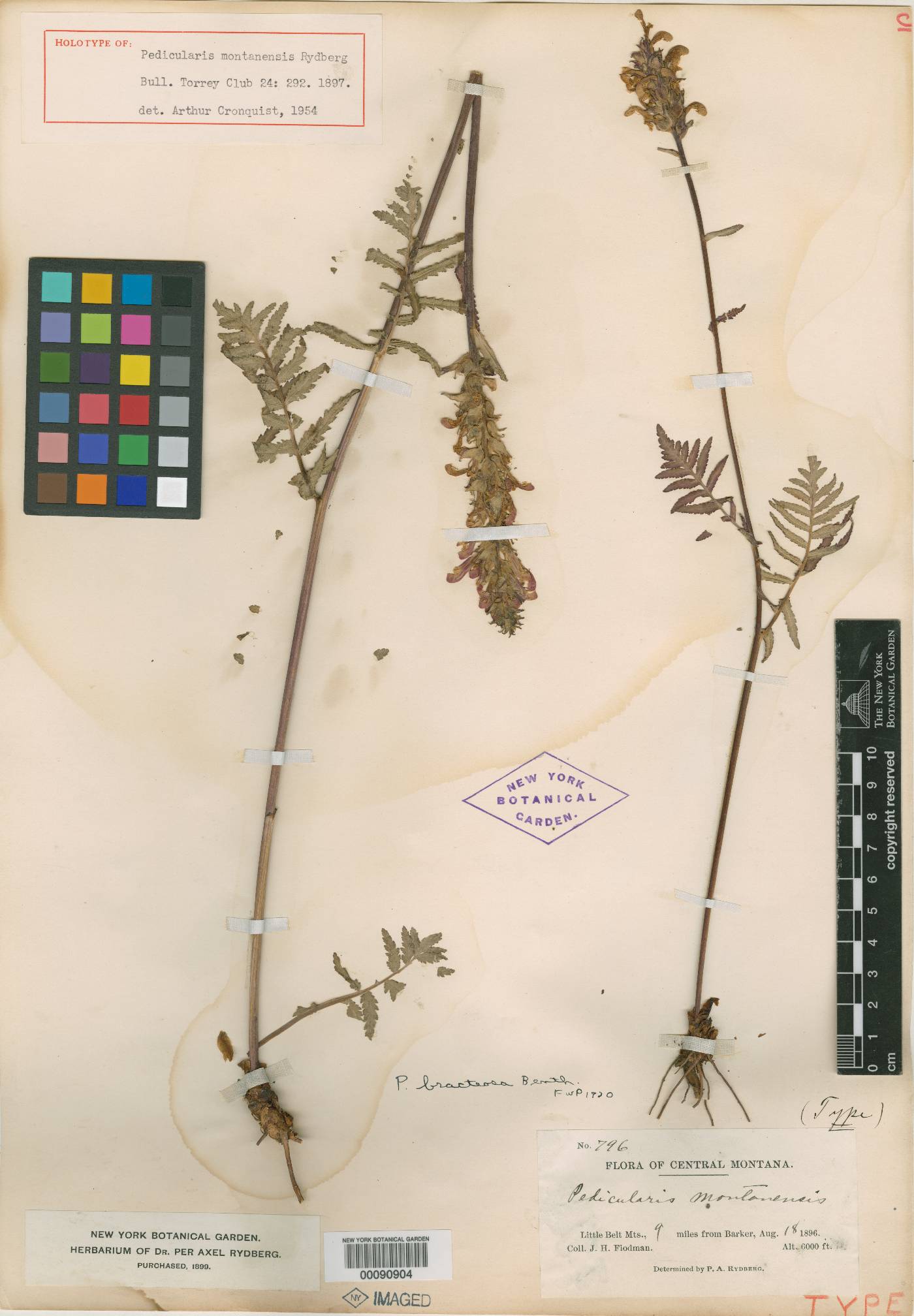 Pedicularis montanensis image