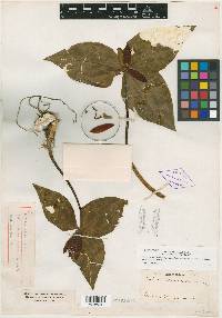 Trillium underwoodii image