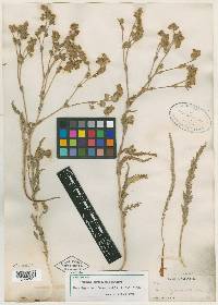 Horkelia sericoleuca image