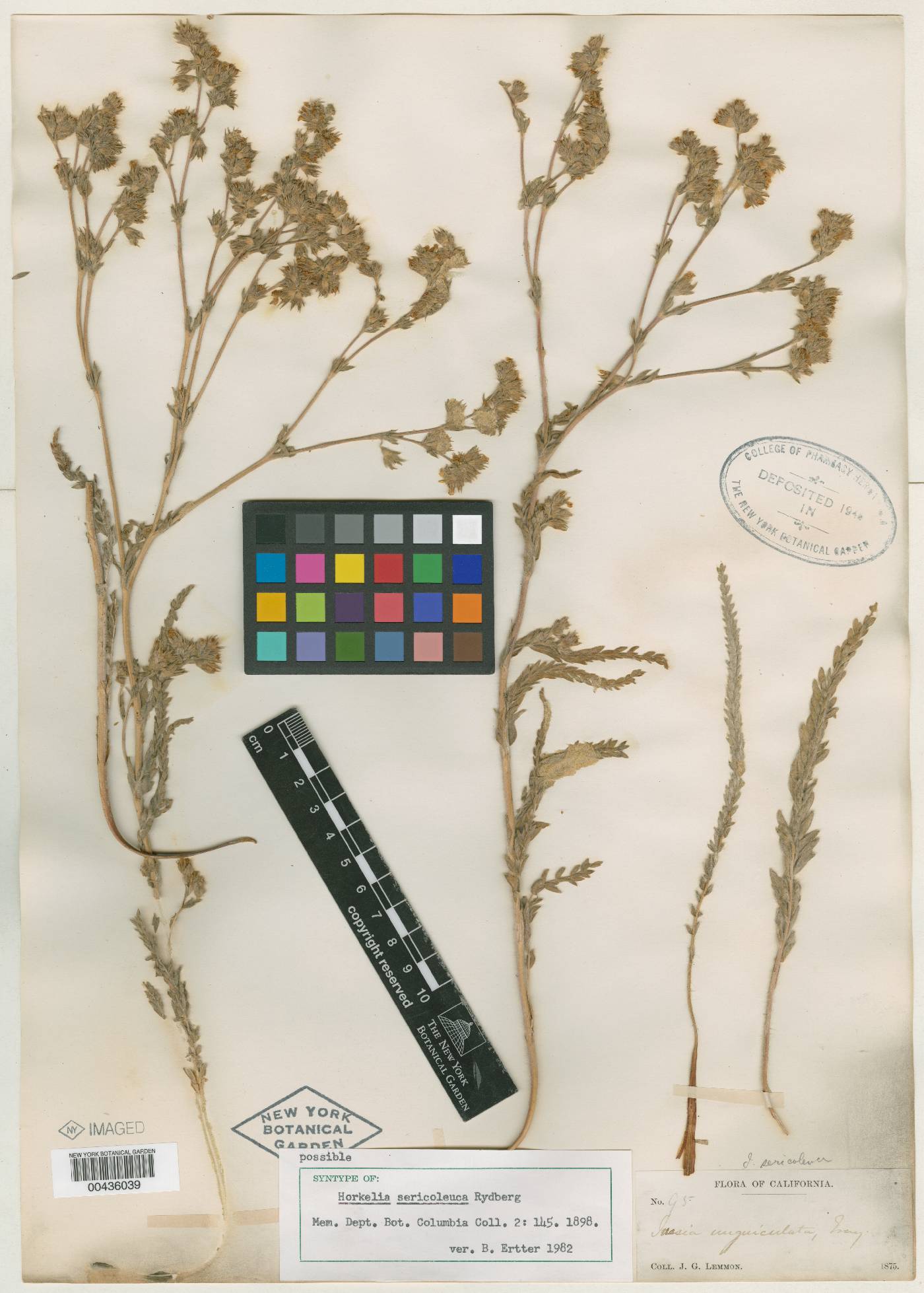 Horkelia sericoleuca image