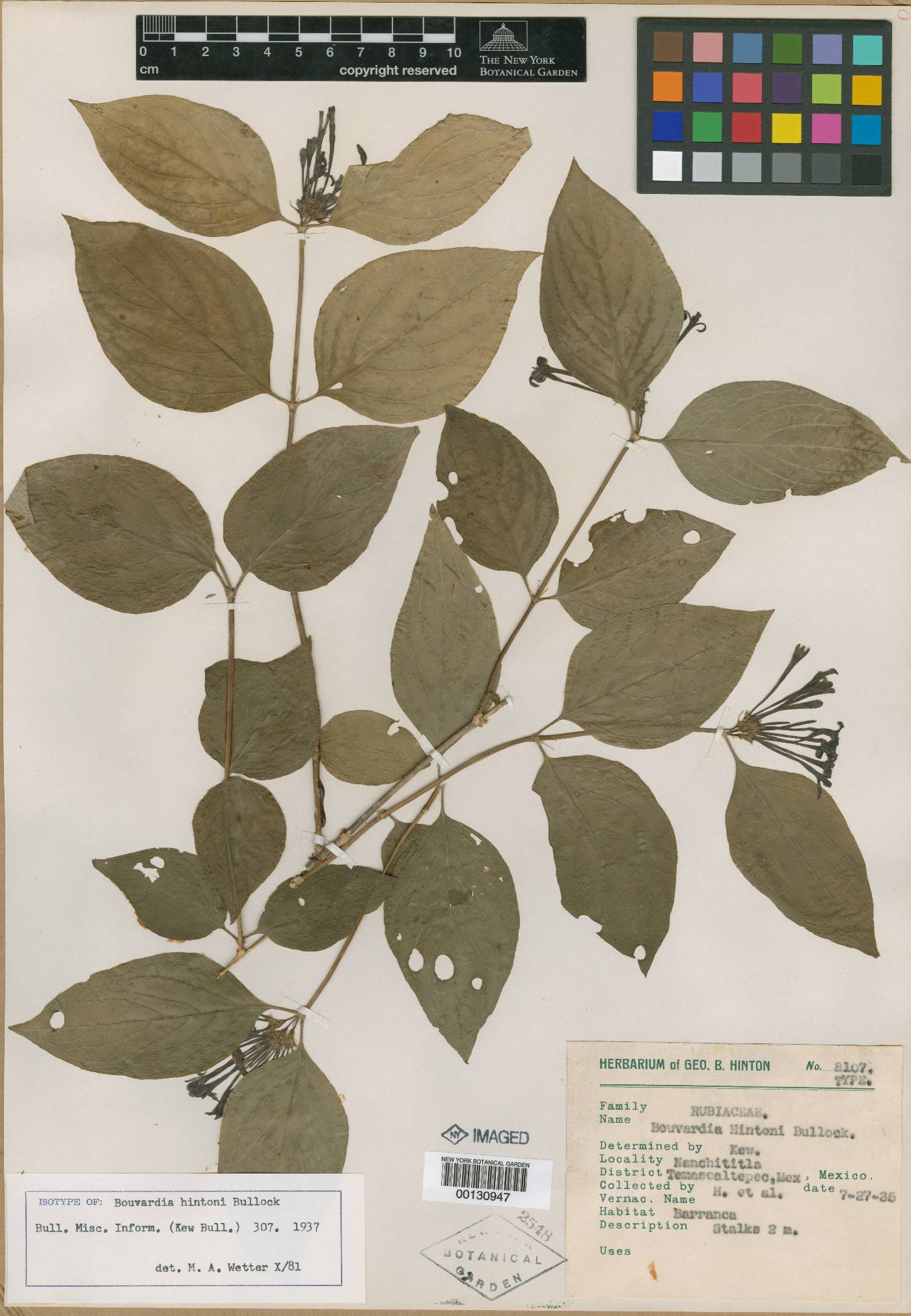 Bouvardia loeseneriana image