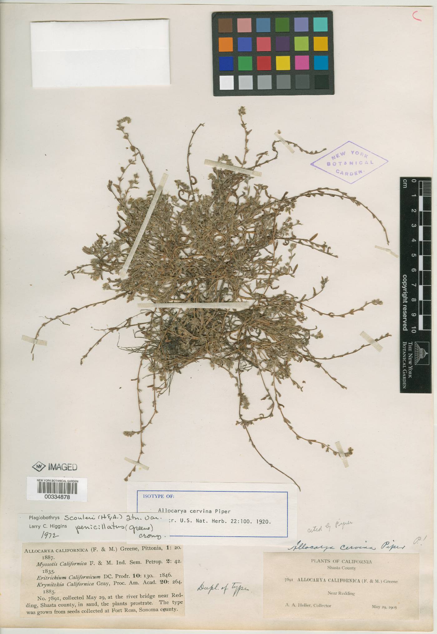 Allocarya cervina image