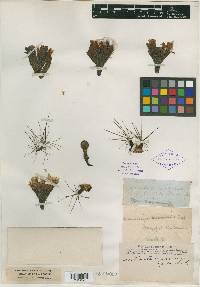 Mammillaria macromeris image