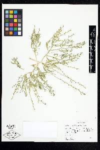 Cycloloma atriplicifolium image