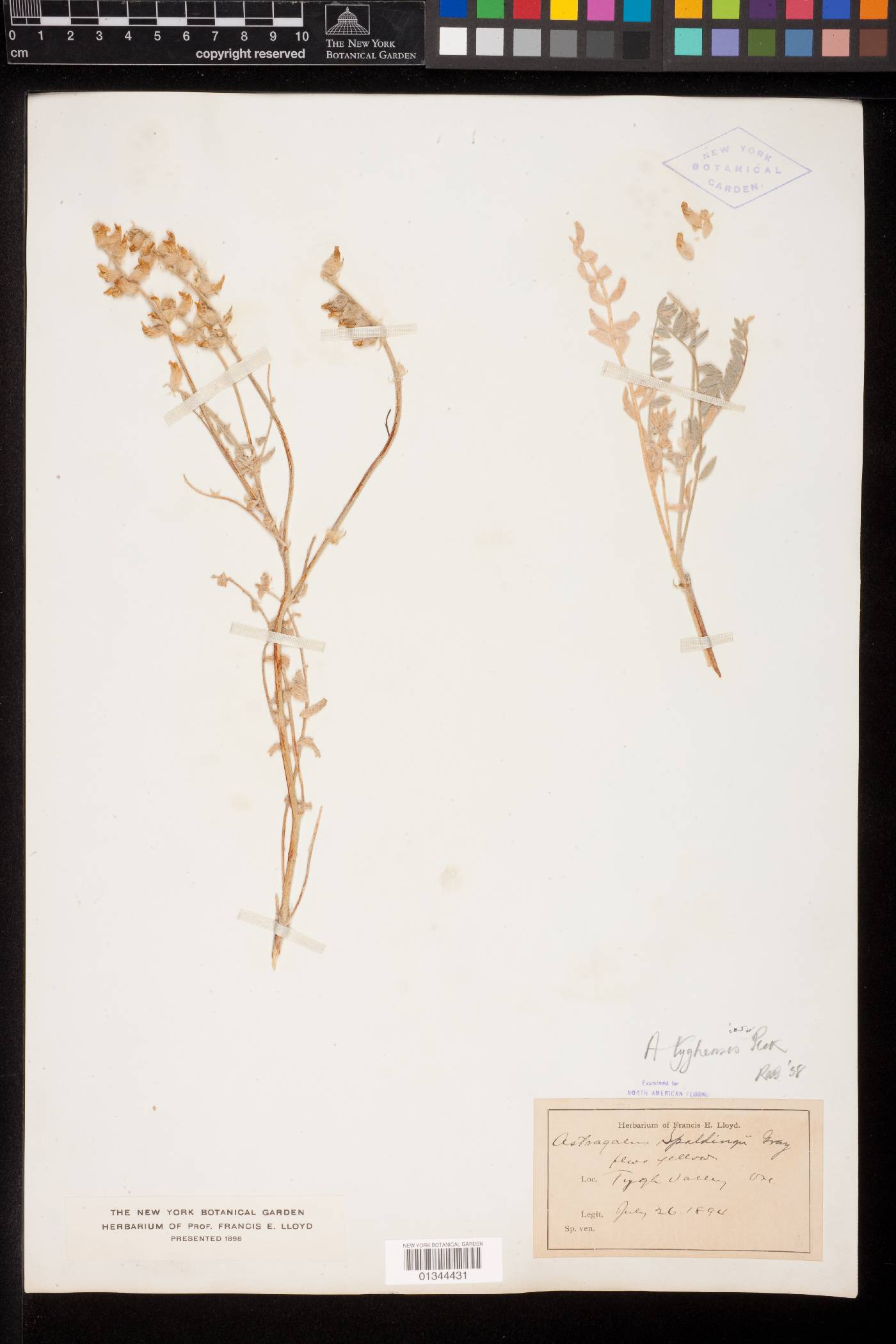 Astragalus tyghensis image