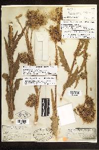 Cirsium parryi subsp. parryi image