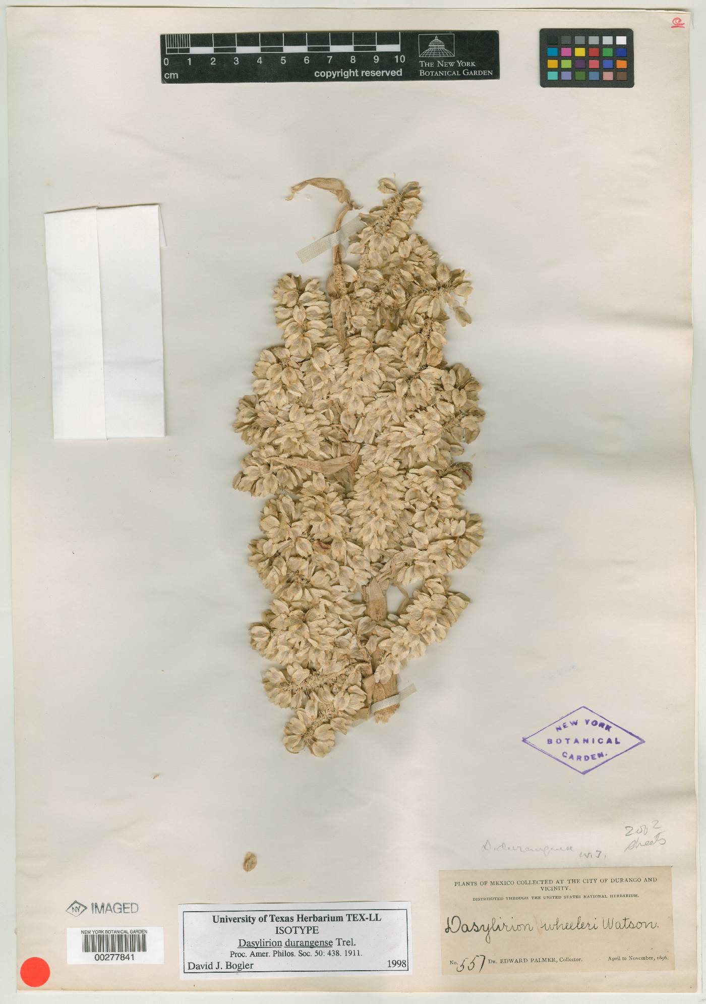 Dasylirion durangense image